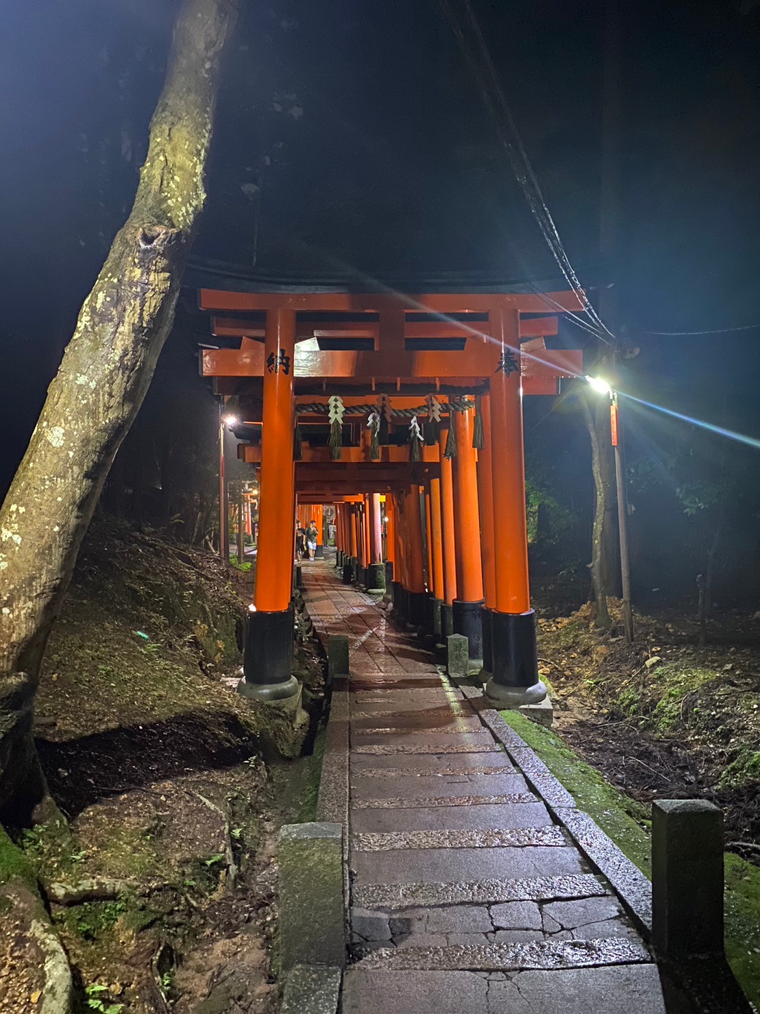 伏見稲荷大社完全制覇ナイトツアー「絶景・神秘・荘厳」の稲荷山の世界