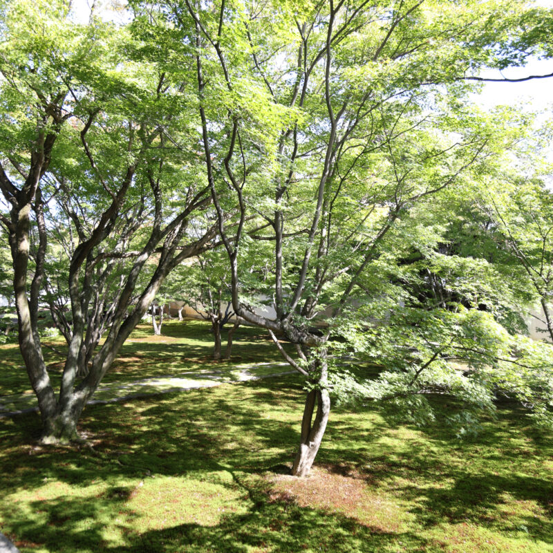 織田信長の一番の定宿「妙覚寺」での本で唯一の体験　プロ殺陣師が教えるチャンバラ体験